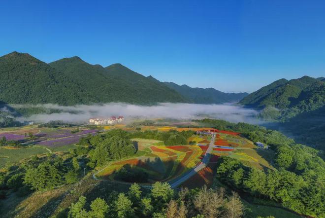 淡饭”中的“粗茶”巫溪老鹰茶！AG真人平台书记县长答丨“粗茶(图7)